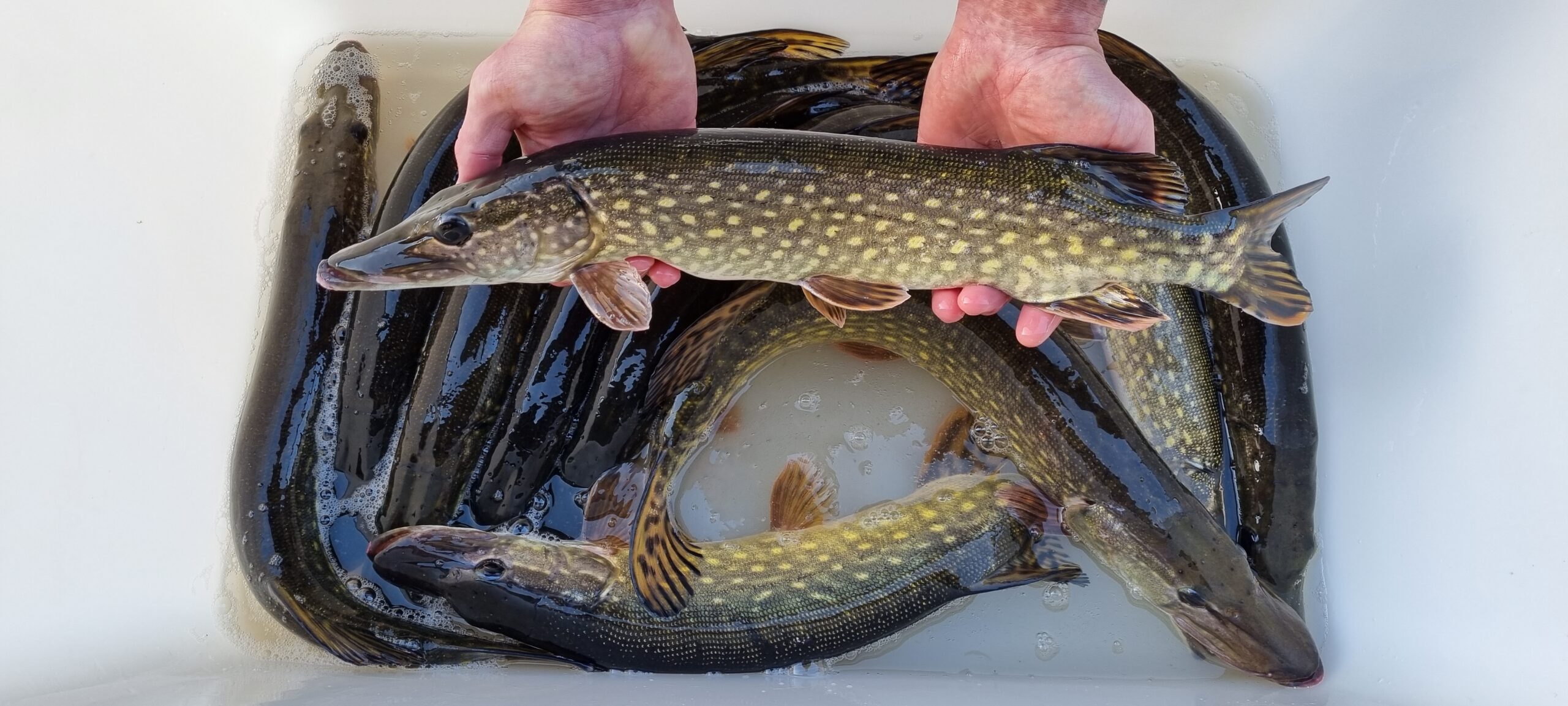 Snoek
