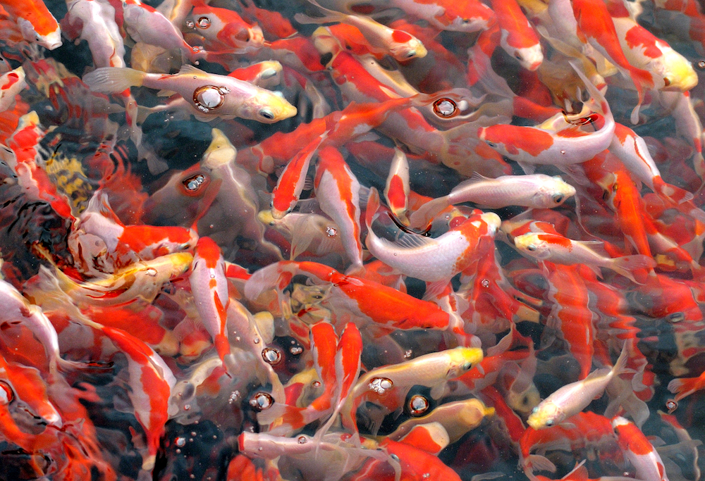 Goldfish