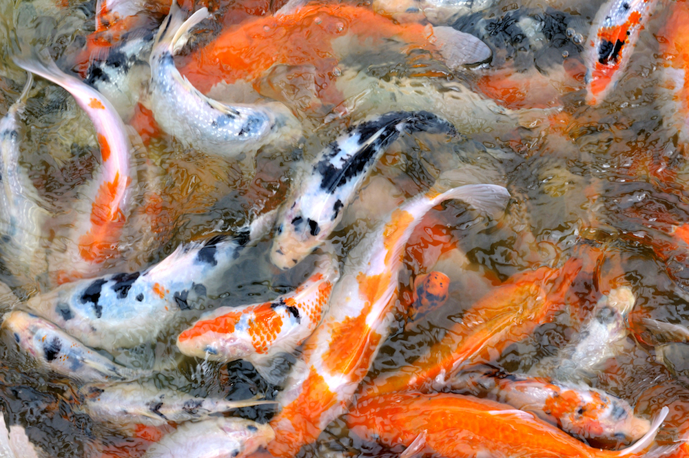 Koi fish