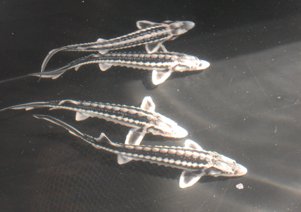 Siberian sturgeon